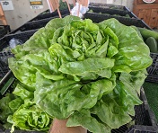 Butterhead lettuce